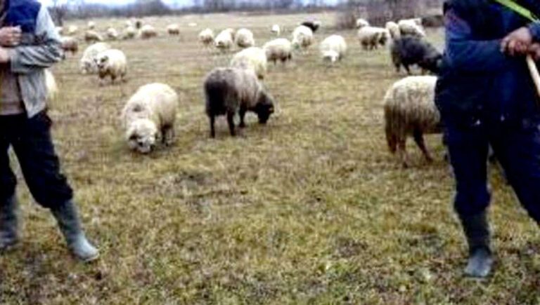 ULTIMA ORĂ: Oierul Tărâță rămâne în arest, chiar dacă vrea să plece acasă!