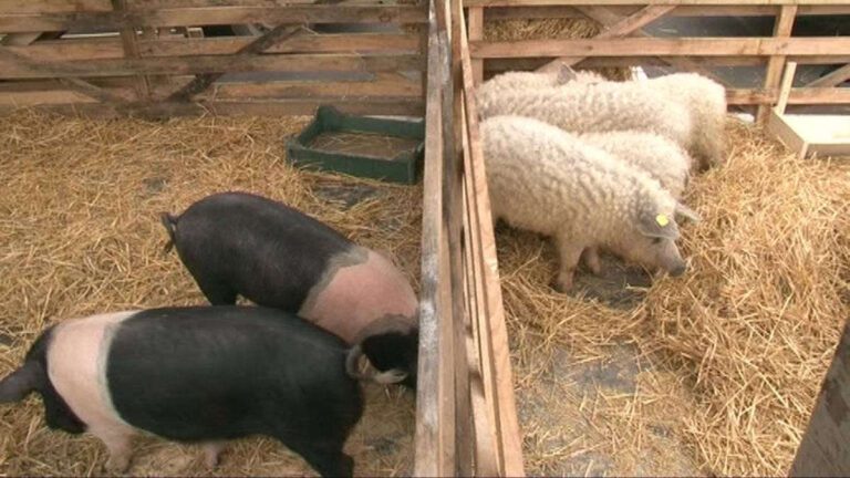 Vreți să creșteți porci din rasele Bazna sau Mangalița? DADR Vaslui vă dă soluția!