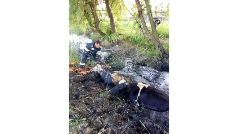 ȘTIREA NOPȚII: Două vaci, salvate de pompierii vasluieni!