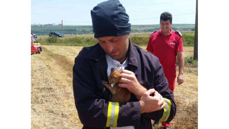 Pisoi salvat din flăcări de pompierii vasluieni