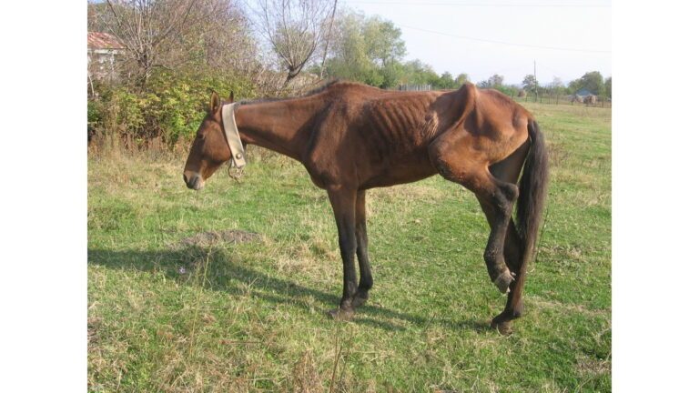 ATENȚIE, BARBARI! Polițiștii vor putea intra fără mandat în casă, dacă torturați un animal!