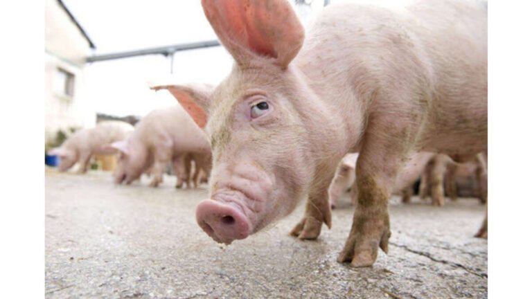 Un nou mistreț cu pestă porcină africană, la Ciocani. Filtre rutiere în jurul Bârladului!