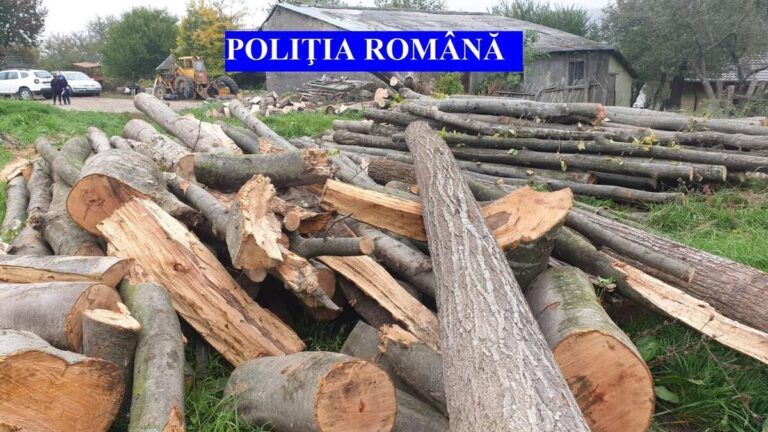 Au tăiat pădurile fără milă și s-au bucurat la câteva sute de lei! Acum, au lăsat zeci de familii în frig!