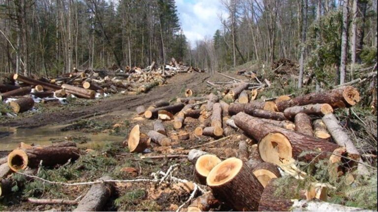 Percheziții în Ocolul Silvic Băcești condus de viitorul viceprimar de Vaslui! Zeci de țărani din Băcești, lăsați fără lemne!