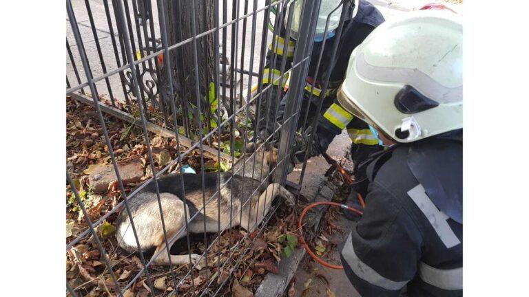 Pompierii militari bârlădeni au salvat un câine blocat într-un gard
