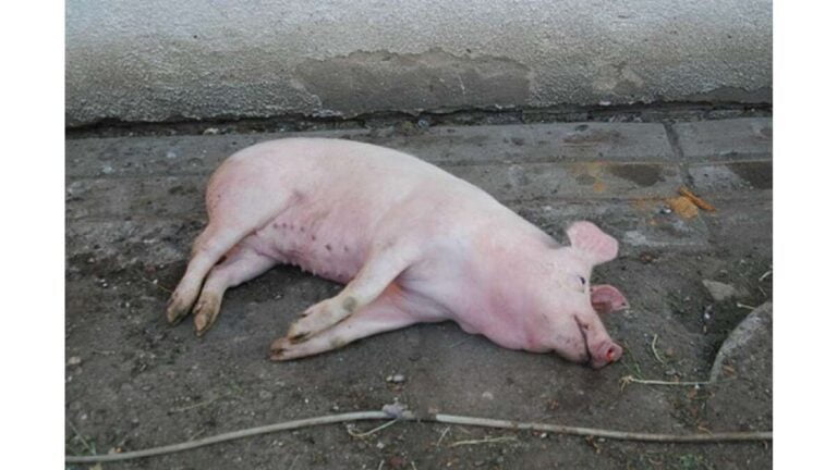 Porc mort de pestă porcină africană, în Pușcași! Sute de gospodari, în alertă!