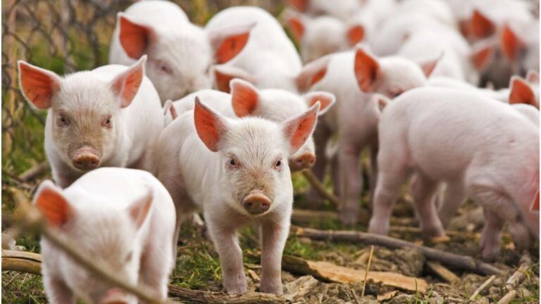 Vin CONTROALE! Sunt zeci de mii de samsari de porci în România, susține vasluianul Mihai Ponea, vicepreședintele ANSVSA
