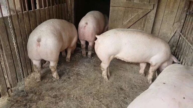 Focar de pestă porcină africană în satul Crâng, Ciocani! Localnicii sunt deja în alertă!