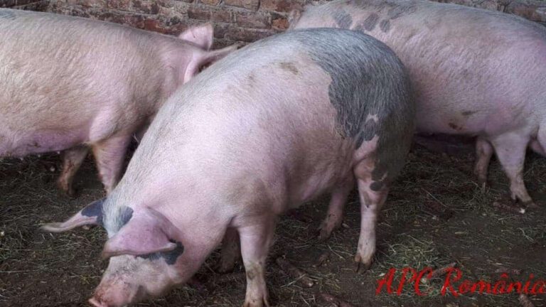 Pesta porcină africană se învârte în jurul Bârladului! A ajuns la Ivești!
