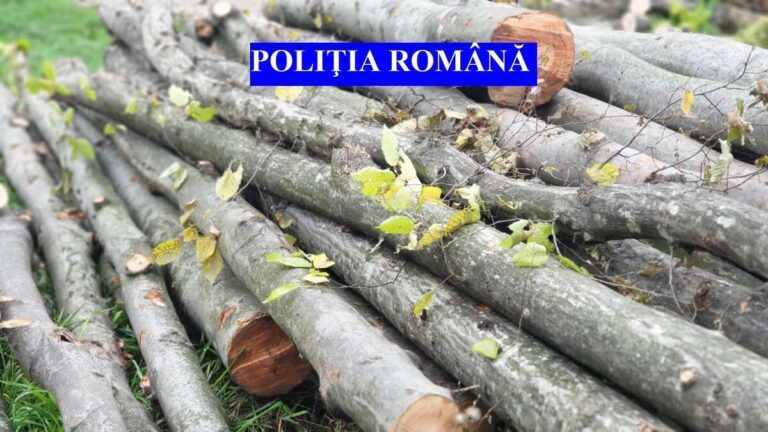 Infractori din Neamț au tăiat ilegal o pădure din zona comunei Băcești! Sunt cercetați penal!
