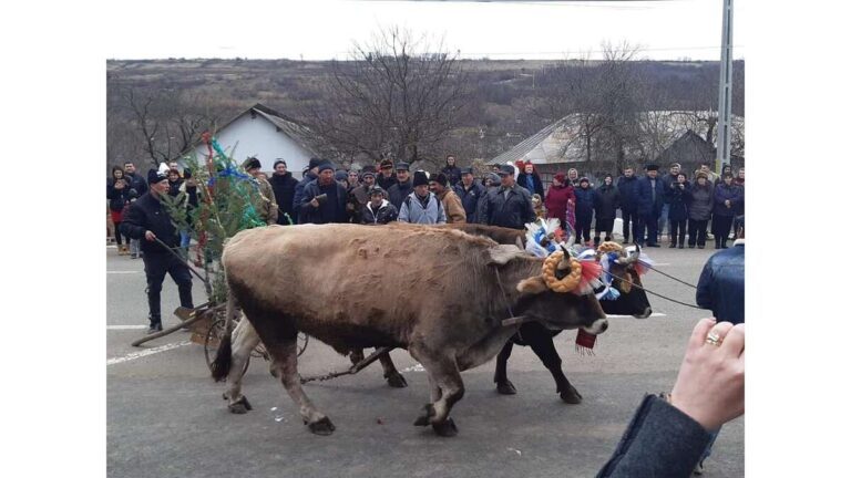 Bravo, hoceneni! Suntem mândri de voi, duceți pe mai departe obiceiurile străvechi!