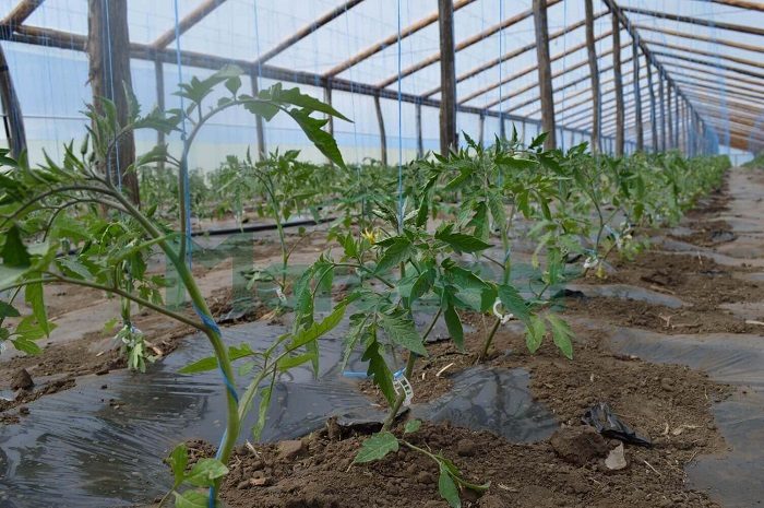 Se pregătesc legumicultori și tractoriști la Direcția Agricolă! Zeci de fermieri au accesat deja cursurile!