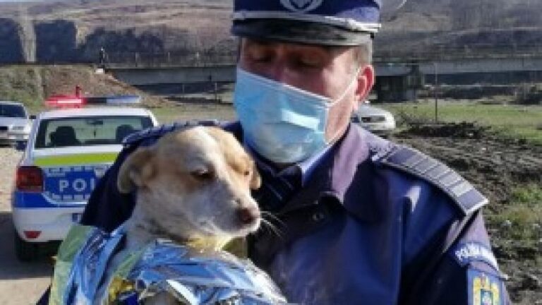 Un iresponsabil din Vaslui abandonează căței în pădure! Reacția IPJ Vaslui!