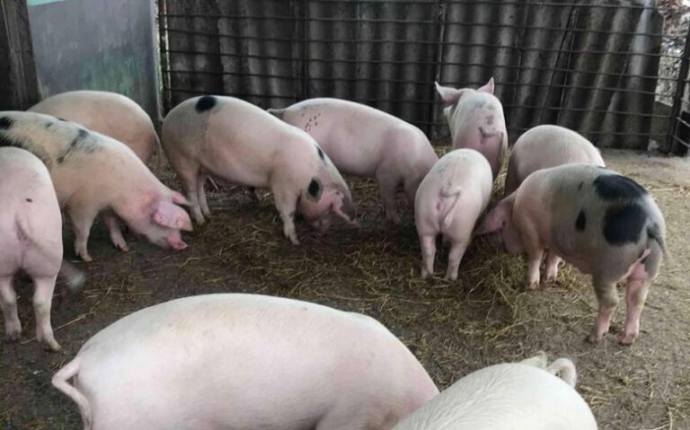 A intrat pesta porcină africană în porcii din Coroiești! Alertă în curțile sătenilor din localitate!