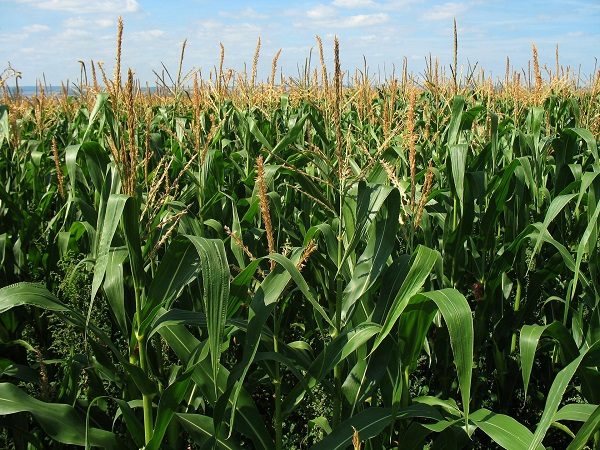 Dacă ne uităm la temperaturile de afară, a venit primăvara! Comunicatul Direcției județene pentru Agricultură Vaslui!