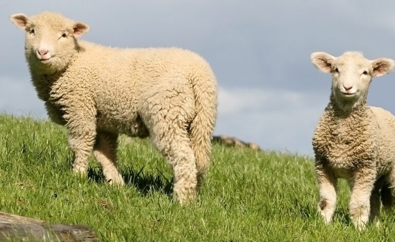 Anul acesta, carnea de miel va scoate din buzunarul vasluienilor si un sfert de salariu