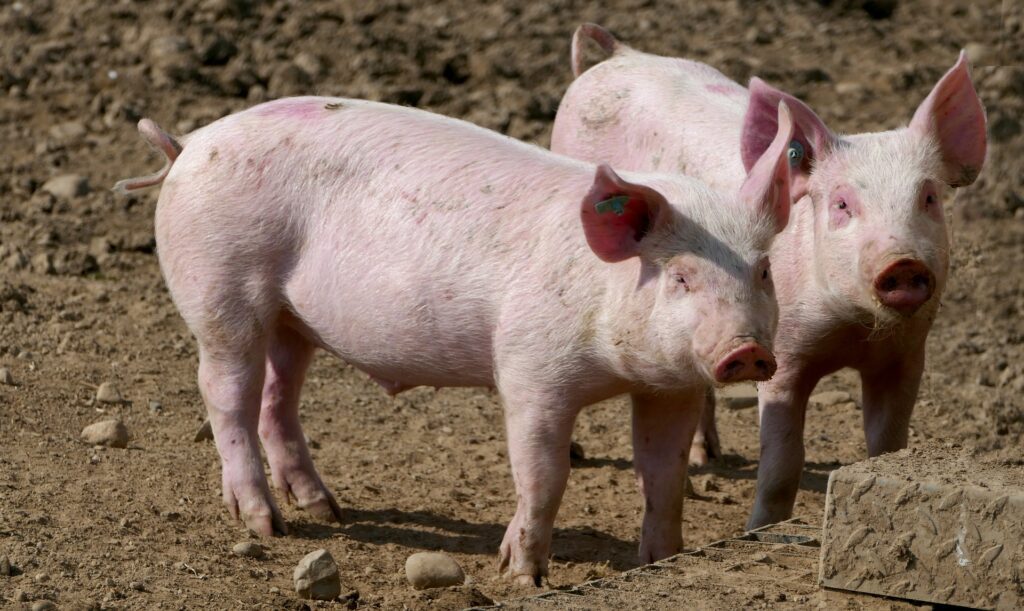 porci