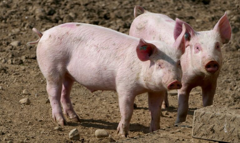 Sute de porci din comuna Băcani, în pericol de a fi infectați cu pesta porcină africană! Autoritățile sunt în alertă!