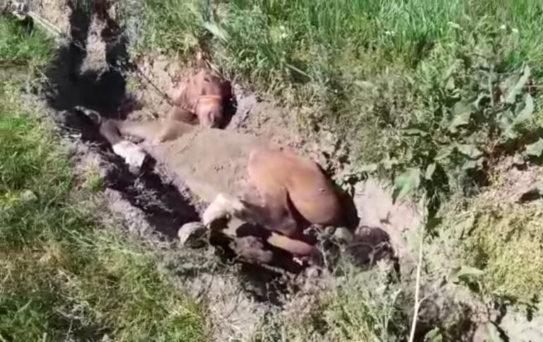 Cal salvat de pompierii vasluieni. Animalul a cãzut într-un sant