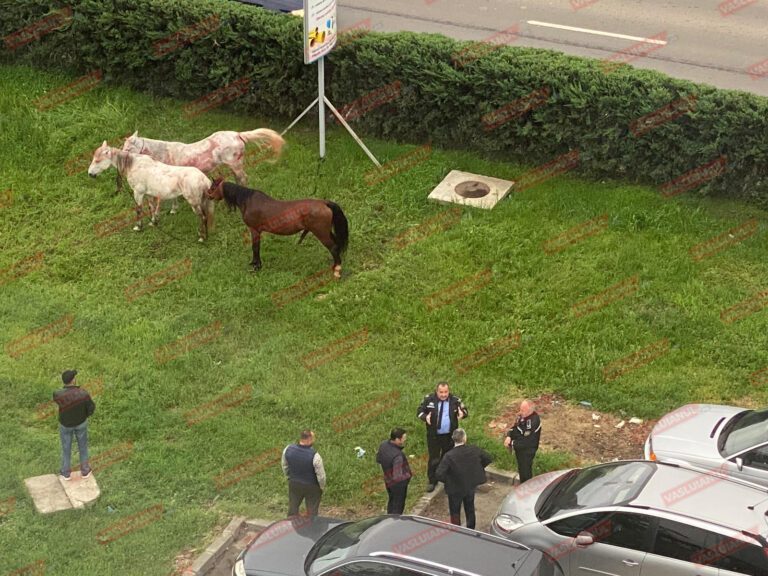 VIDEO Cai scoși la pãscut în fata Centrului de Afaceri din Vaslui!