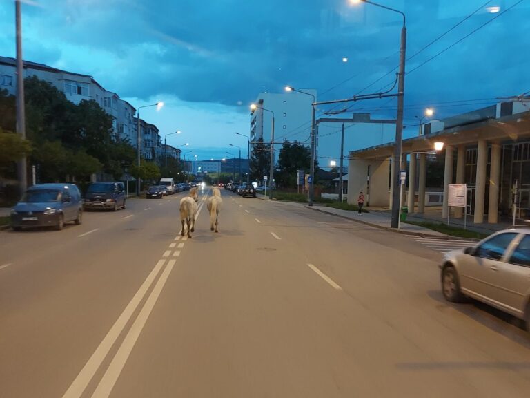 La Vaslui, caii se plimbă liberi pe străzi! Poză inedită, miercuri seara, pe strada Gării!