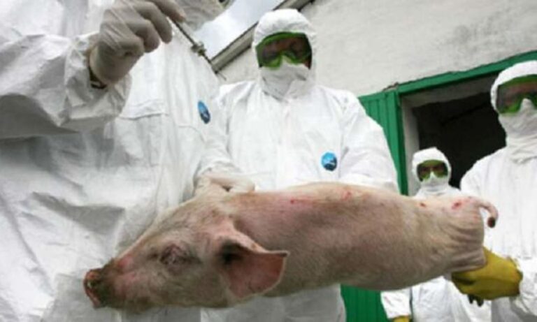 Porcii din Lunca Banului, aproape de exterminare! S-a descoperit un focar în comună!