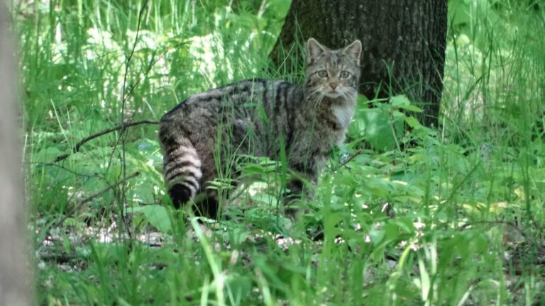 Eveniment rar în pădurile vasluiene: pisică sălbatică, fotografiată de pădurari! Este interzisă vânarea acestui animal!