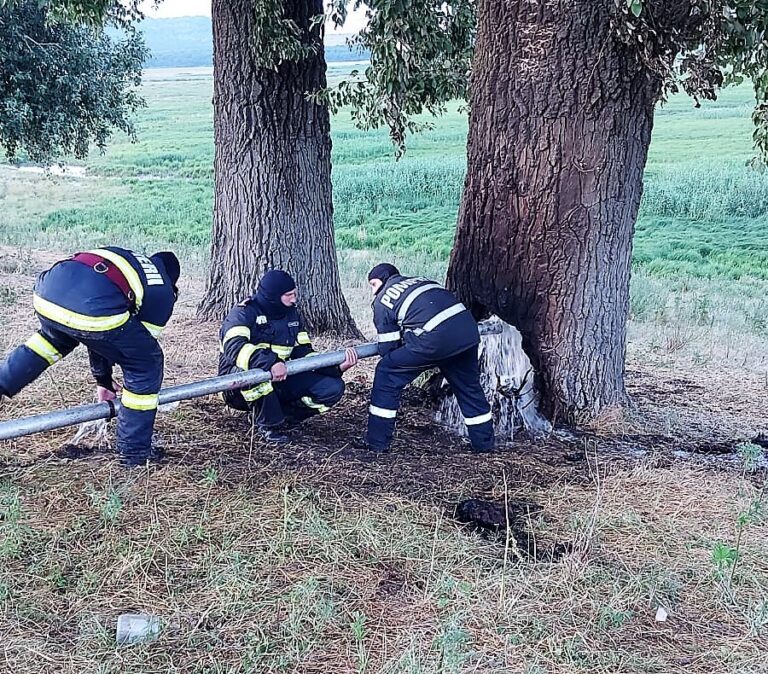 Câțiva bețivi din Bârzești au dat foc la un arbore secular, de teama albinelor! Pompierii au muncit o oră, pentru a salva copacul!