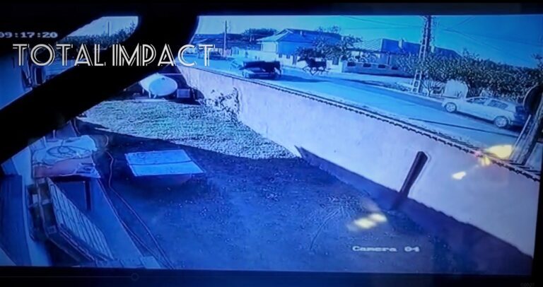VIDEO Momentul ÎNGROZITOR în care doi cai ies în fața unei mașini, pe drumul național! Accident spectaculos!