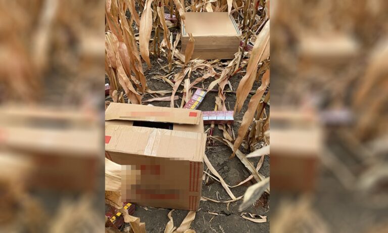Contrabandist prins în timp ce-și abandona țigările într-un lan de porumb