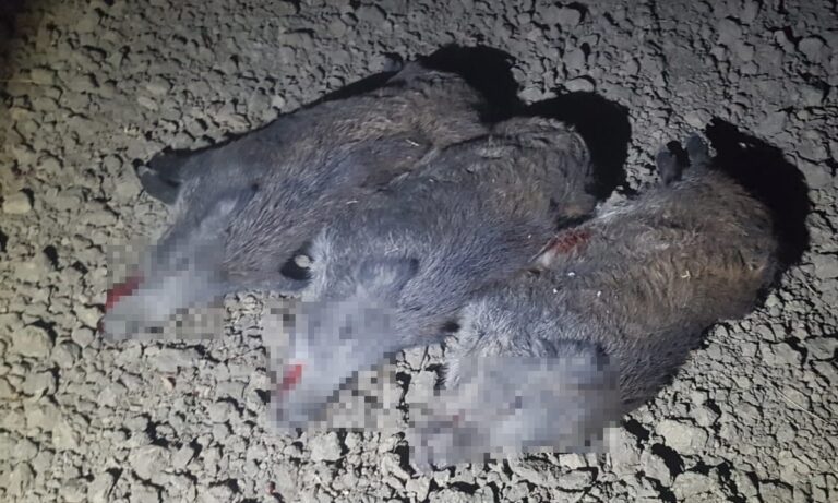 Braconier brăilean prins cu trei mistreți la Berezeni! Animalele au fost doborâte cu mașina
