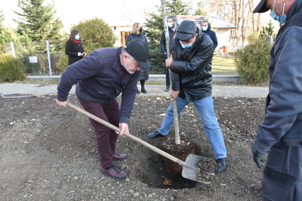 Primul stejar, din cei 27, a fost plantat de președintele Dumitru Buzatu, în curtea Spitalului Județean Vaslui 1 WhatsApp Image 2021 11 17 at 15.32.18