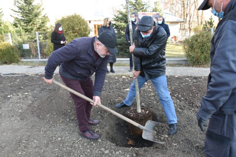 Primul stejar, din cei 27, a fost plantat de președintele Dumitru Buzatu, în curtea Spitalului Județean Vaslui