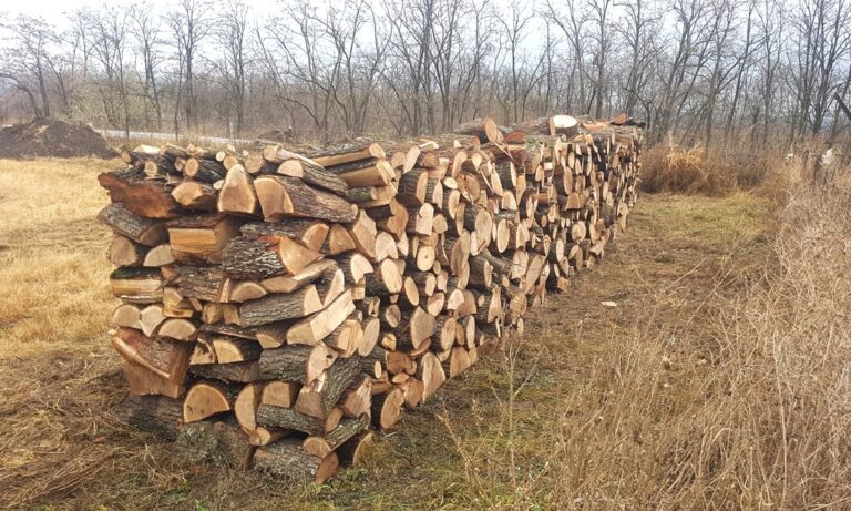 Societate comercială ”specializată” în furtul de lemne, demascată de polițiștii de frontieră vasluieni