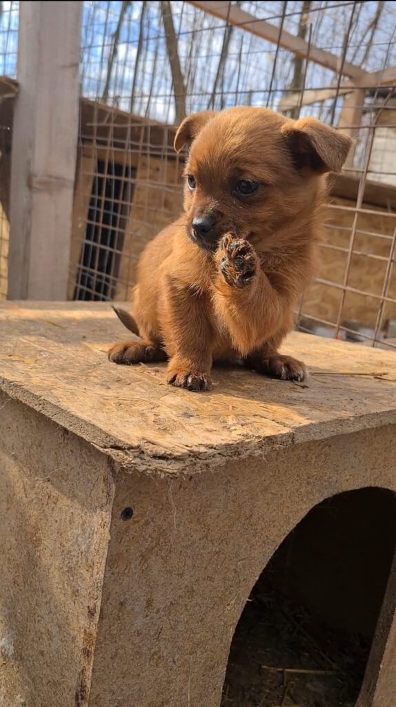 Aceste suflete nevinovate au nevoie de AJUTORUL nostru! Sunt cățeii abandonați prin tot județul Vaslui, salvați de la moarte! 2 catel adapost dan