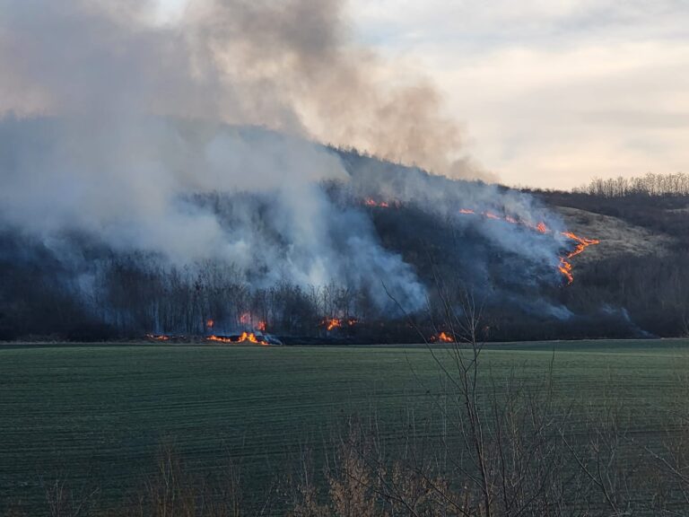 ARDE pădurea de la Gara Banca! Sătenii au sărit să stingă flăcările uriașe!