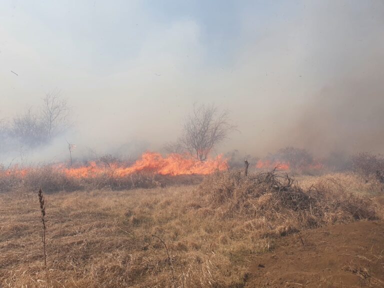 Un incendiu de vegetație, extrem de violent, amenință o stână de oi în comuna Solești!