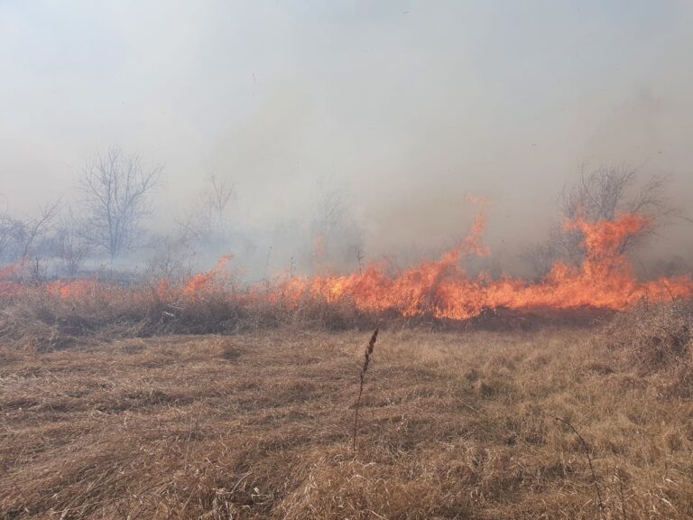 DOAR 1.500 de lei amendă pentru vasluienii care au incendiat fosta vie din zona Dimitrie Cantemir! Sunt doi soți!