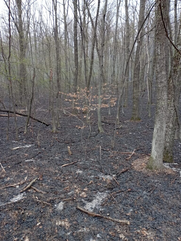 Incendiu în pădurea din zona Poienești Deal! Focul s-a extins spre o biserică!