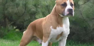 Amenzi pentru proprietarii câinilor de luptă, la Tanacu, Muntenii de Sus și Lipovăț