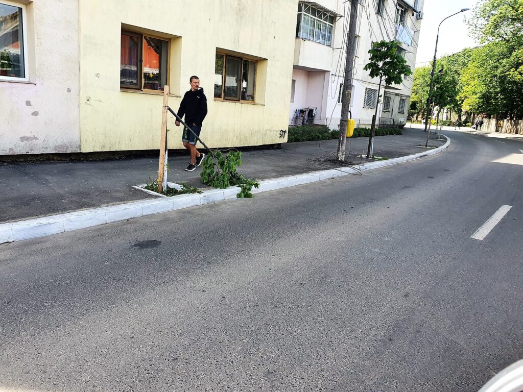 copaci distrusi barlad 1 2