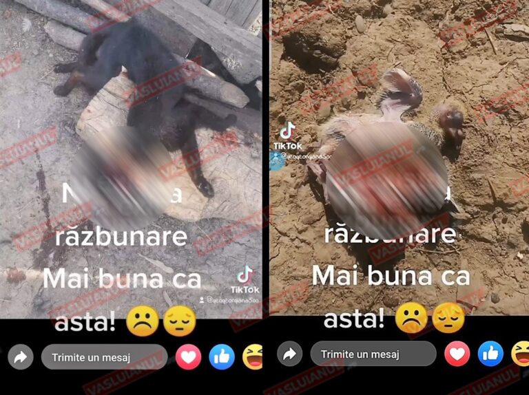 Noaptea MINȚII! O femeie din Dumești, mamă a trei copii, și-a decapitat pisica, drept răzbunare! Imaginile, postate pe Tik-Tok!