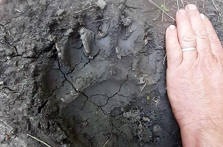 Urmă de URS în zona comunei Tăcuta, la granița cu județul Iași! Pădurarii din Vaslui și Iași, în alertă!