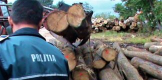 A plecat cu tractorul încărcat cu lemne și s-a întâlnit cu Poliția. S-a ales cu dosar penal