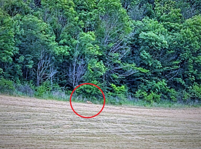 FOTO, VIDEO Cumătra Vulpe a fost zărită la ieșirea din pădurea Poienești, lângă Complex Noblesse!