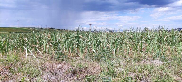 Se dau bani pentru seceta de anul trecut! Fermierii vasluieni sunt așteptați la Direcția Agricolă
