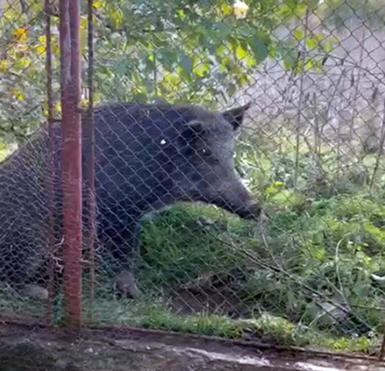 VIDEO, FOTO Un mistreț a fost zărit lângă curtea unui vasluian din zona Delea! Animalul nu a fugit, la vederea proprietarului!