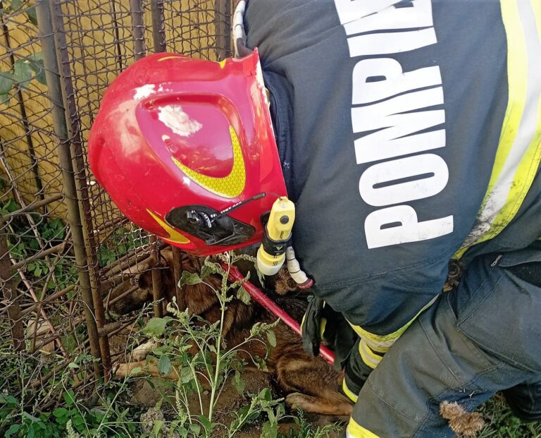 Cățel salvat de pompierii militari vasluieni, în cartierul Moara Grecilor!
