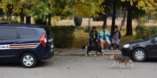Angajații Reiser Bârlad, alungați cu pietre, în timp ce strângeau câinii comunitari