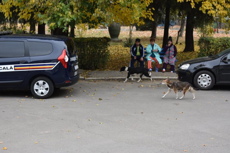 Angajații Reiser Bârlad, alungați cu pietre, în timp ce strângeau câinii comunitari